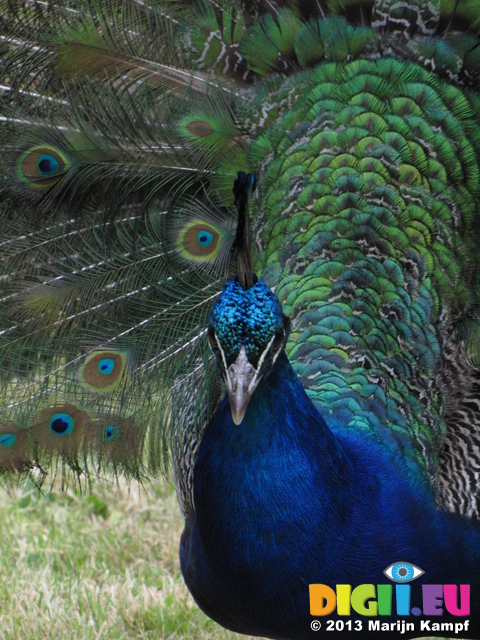 SX27020 Close up of peacock display fanning feathers [Pavo cristatus] in garden